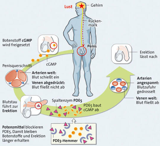 Viagra einnahme wie